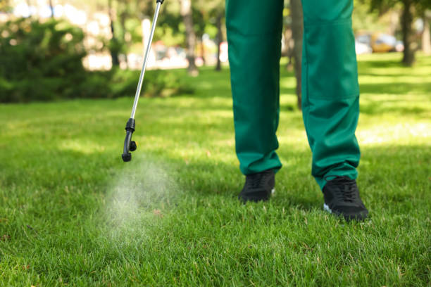 Best Ant Control Services  in San Fernando, CA