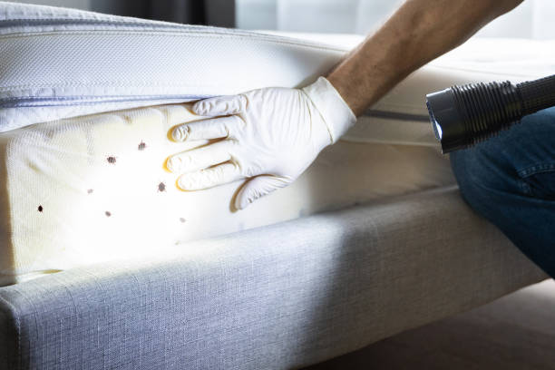 Best Rat Extermination Near Me  in San Fernando, CA