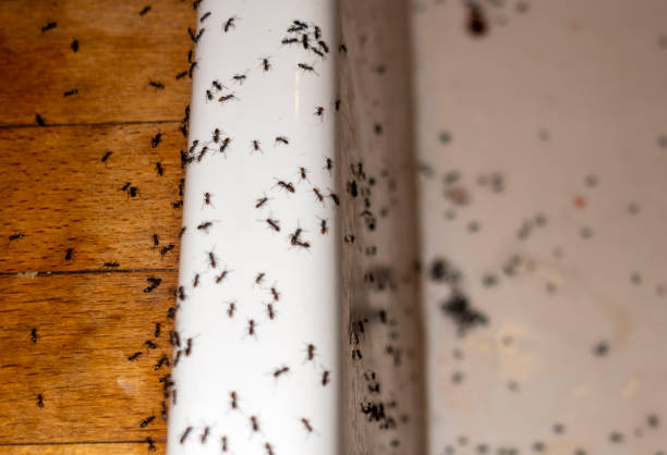 Best Best Pest Control Companies  in San Fernando, CA