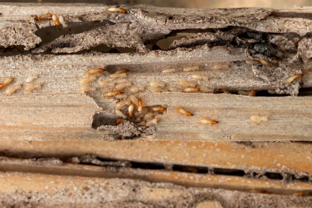  San Fernando, CA Pest Control Pros